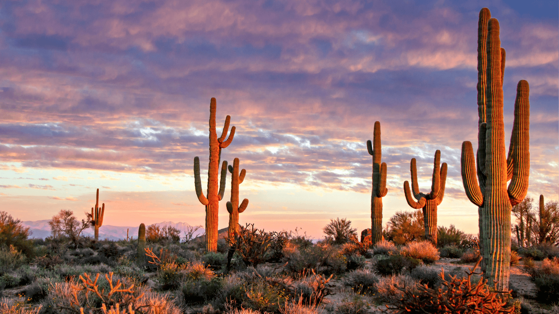 Saguaro at dawn